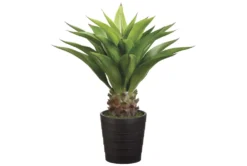 Plant-32 Inch Agave Attenuata Plant
