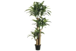 Plant-5 Foot Dracaena Tree