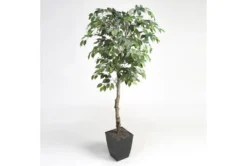 6' Ficus Tree In Black Square Metal Planter