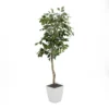 6' Green Ficus Tree In White Square Metal Planter -Estally Home Decor Store 297333 green polyester tree signature 01
