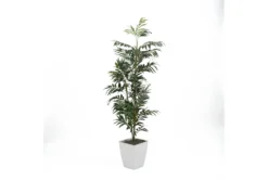 6' Phoenix Palm In White Square Metal Planter