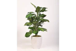 42" Hosta Plant In Round White Planter