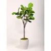 5' Fiddle Leaf Fig Tree In Round White Textured Planter -Estally Home Decor Store 297341 green polyester tree signature 04